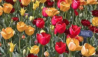 Fringed tulips.