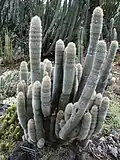 × Cleistopsis, a hybrid between Cleistocactus strausii and Echinopsis rhodacantha, Huntington Desert Garden