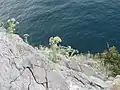 Wild plants flowering on the limestone cliffs of Diva rock, Simeiz, southwestern Crimea