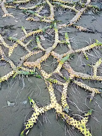 Branching rhizomes of Nuphar lutea