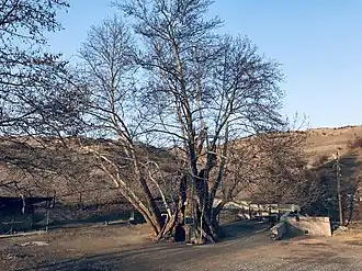 Platanus in Sarigyugh