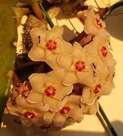 Tapinoma israele drinking nectar of Hoya carnosa