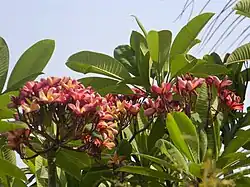 Red frangipani in Warje, India.