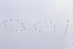 29 Z-19's forming the number "100".