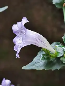 Side view of flower