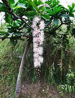 Flowers of B. racemosa