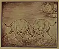 Camel Fight