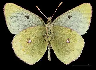 Colias phicomone ♂ △
