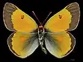 Colias chrysotheme, male