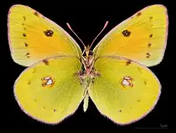 Colias myrmidone ♀ △