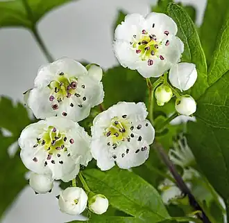 Close-up of flowers