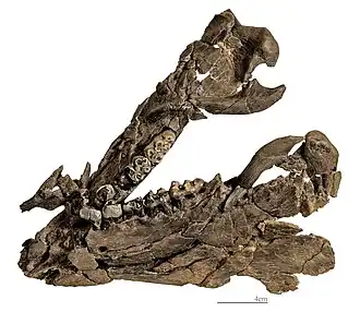 Eurolistriodon tenarezensis - Mandible Holotype MHNT