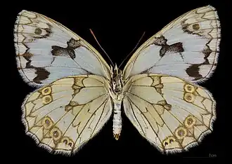 Melanargia lachesis ♀ △