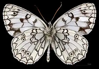 Melanargia russiae japygia ♂ △