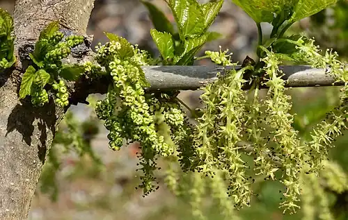 Clusters (inflorescences) of unopened male flower buds