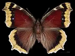 Aberrant form Ex larva ♂