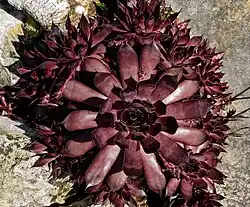 Sempervivum 'Borscht'
