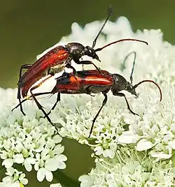 Stenurella bifasciata mating on Oenanthe pimpinelloides
