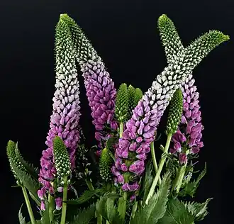 Veronica spicata 'Bubblegum Candeles'