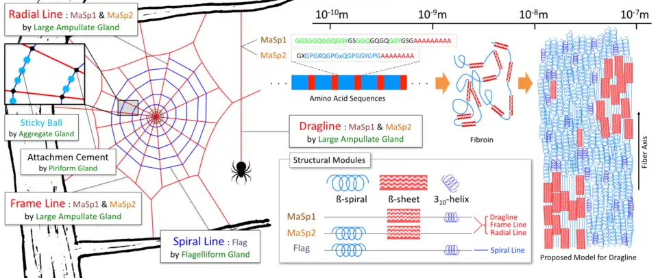 Schematic of the spider's orb web, structural modules, and spider silk structure.[15] On the left is shown a schematic drawing of an orb web. The red lines represent the dragline, radial line, and frame lines. The blue lines represent the spiral line, and the centre of the orb web is called the "hub". Sticky balls drawn in blue are made at equal intervals on the spiral line with viscous material secreted from the aggregate gland. Attachment cement secreted from the piriform gland is used to connect and fix different lines. Microscopically, the spider silk secondary structure is formed of spidroin with the structure shown on the right side. In the dragline and radial line, a crystalline β-sheet and an amorphous helical structure are interwoven. The large amount of β-spiral structure gives elastic properties to the capture part of the orb web. In the structural modules diagram, a microscopic structure of dragline and radial lines is shown, composed mainly of two proteins of MaSp1 and MaSp2, as shown in the upper central part. The spiral line has no crystalline β-sheet region.