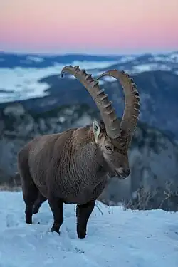003 Wild Alpine Ibex Sunset Creux du Van Mont Racine Photo by Giles Laurent.jpg