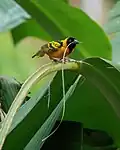 Black-headed weaver gathering nest material
