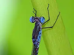 Close-up of head and thorax