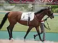2022 Tokyo Yushun, at paddock