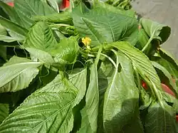 Jute leaves (Ilo: Saluyot)