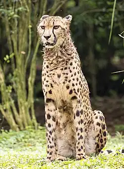 Cheetah