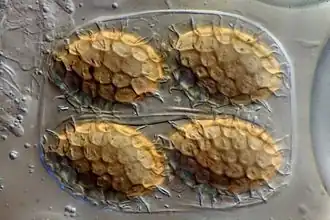 Microscope view of a transparent sac (ascus) holding four oval, golden-brown spores. The spores are covered with a raised, net-like pattern that looks like a mosaic of tiny scales.