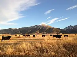 Cattle near Lamoille Canyon Road