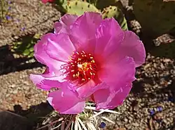 Beavertail cactus (Opuntia basilaris)