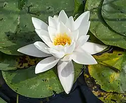 White water lily