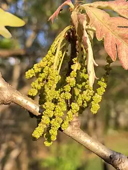 Catkins of Q. alba containing the staminate or 'male' flowers