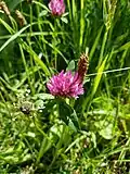 Red clover, Trifolium pratense