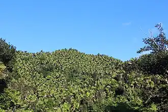 Sierra palm forest near Cerro La Santa.