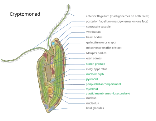 Representation of a Cryptomonad