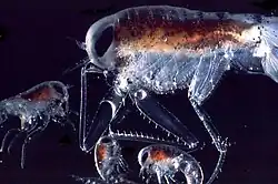 A microscopic picture of Themisto libellula