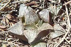 The dark, scabrid, rough-surfaced Haworthia mirabilis var. magnifica, often considered a separate species Haworthia magnifica