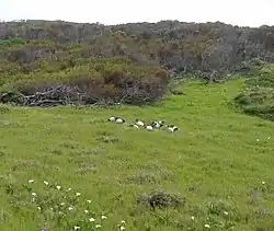 African sacred ibis on Robben Island, 2015.