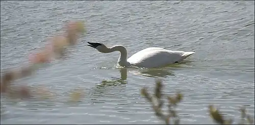 A swan on one of the lakes.