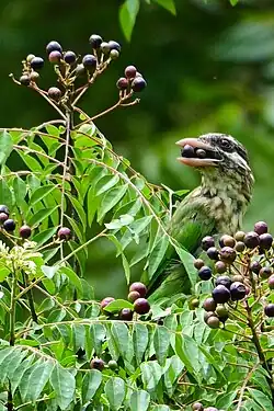 A white-cheeked barbet eating moringa seeds