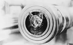 Encounter's ship's cat sitting in the muzzle of a 6-inch gun