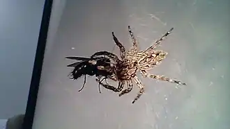 A female plexippus paykulli feeding on a fly in Malaysia