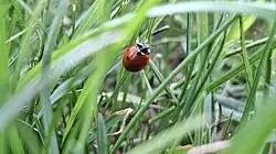 A common ladybug photographed in Sinaia, Romania
