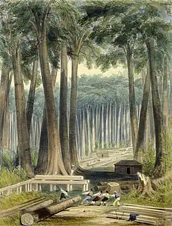 A colour lithograph of men cutting down a tree in a forest