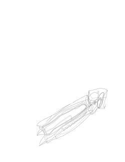 Illustration of "Abylopsis tetragona"