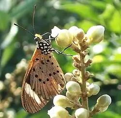 Telchinia encedon on flowers of Deinbollia oblongifolia