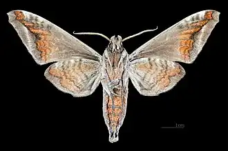 Male, underside ventral